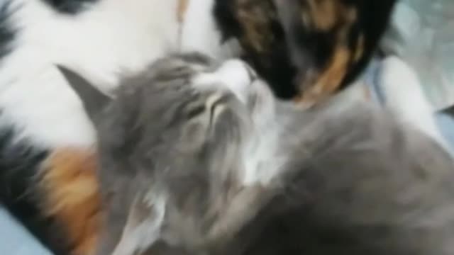 cat friendship