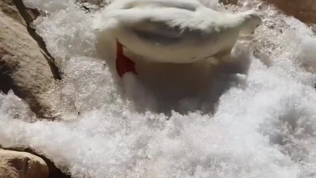 I hope my pet duck not gonna be sick after this