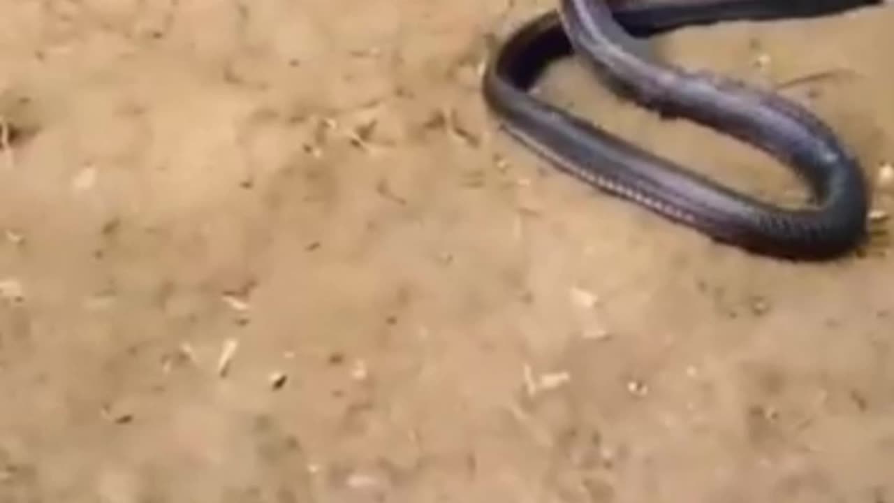 A clip of a confrontation between a snake and a ferret