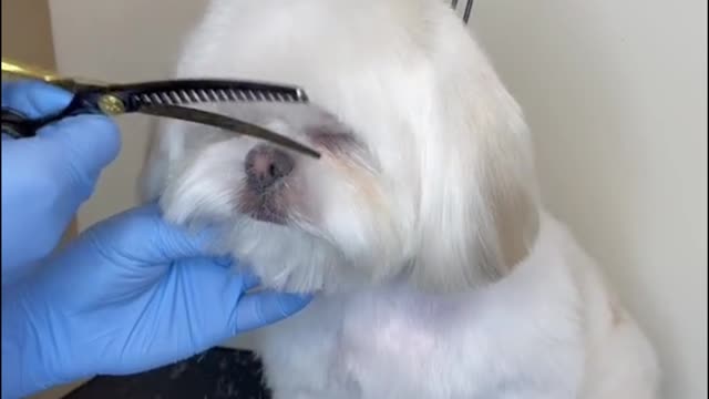 The dog's beauty is the owner needs to carefully dress up