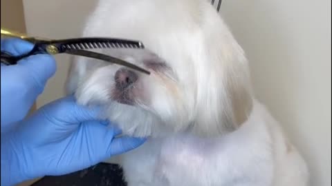 The dog's beauty is the owner needs to carefully dress up