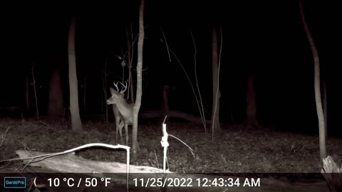 Buck Munching Acorns With Owls Calling in the Background