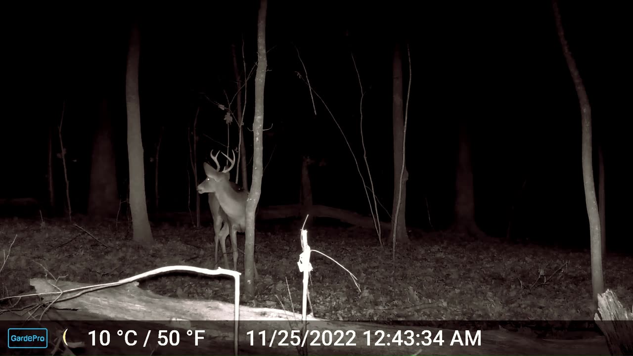 Buck Munching Acorns With Owls Calling in the Background