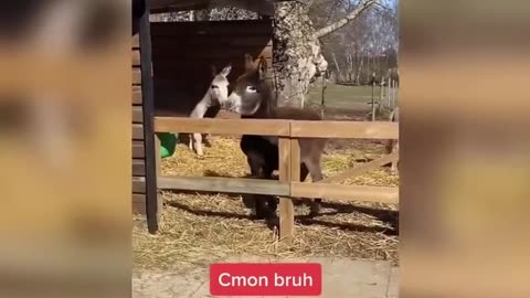 best funny vibes