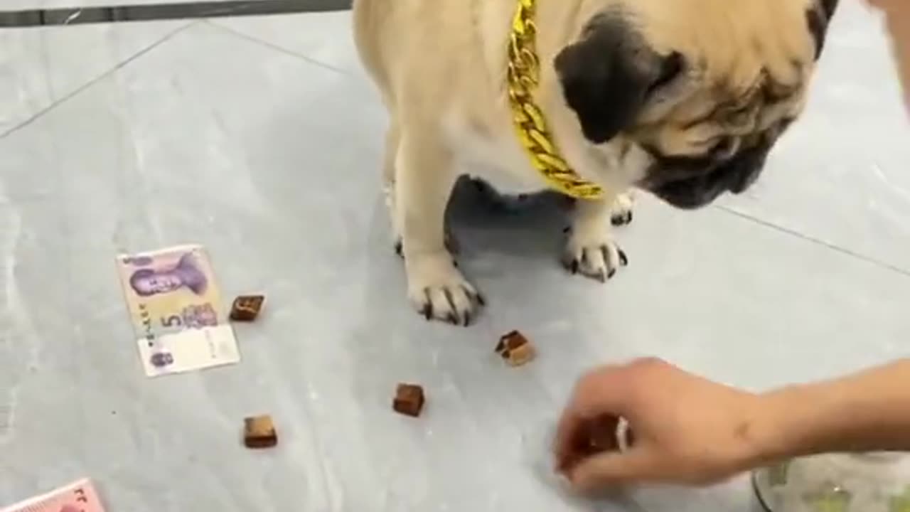Puppies puzzle 🥰🥰