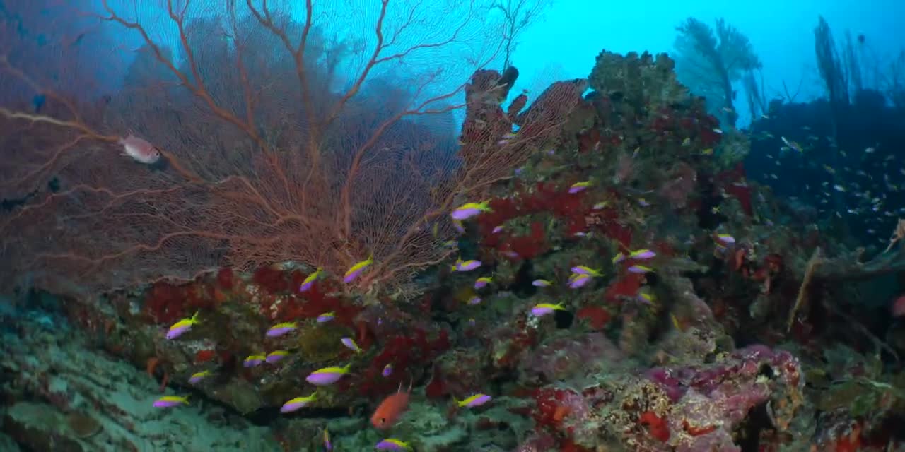 Fuvahmulah, Maldives - a unique scuba diving experience __ tiger sharks & tresher sharks