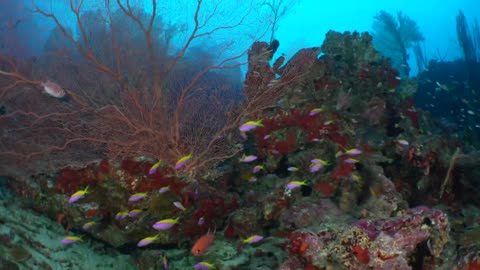 Fuvahmulah, Maldives - a unique scuba diving experience __ tiger sharks & tresher sharks
