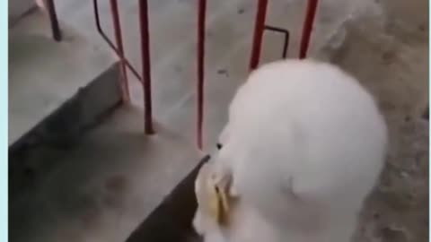 Dog brings the groceries to there home😂😂