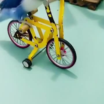 Intelligent Baby Parrot | Beautiful Birds