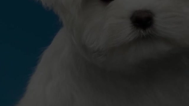 Funny Dog Reaction 🐶 Funny Dog Compilation Videos