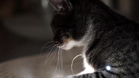 Cute & funny cat videos filled with love.