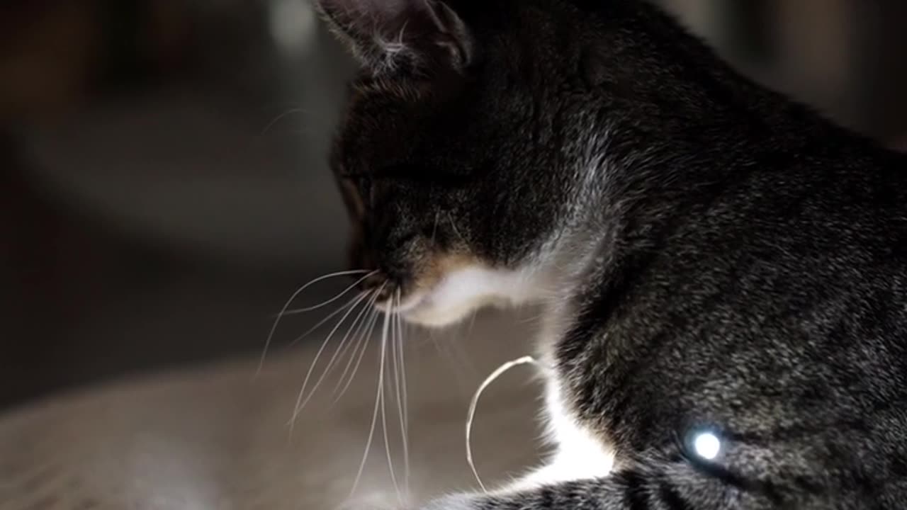 Cute & funny cat videos filled with love.