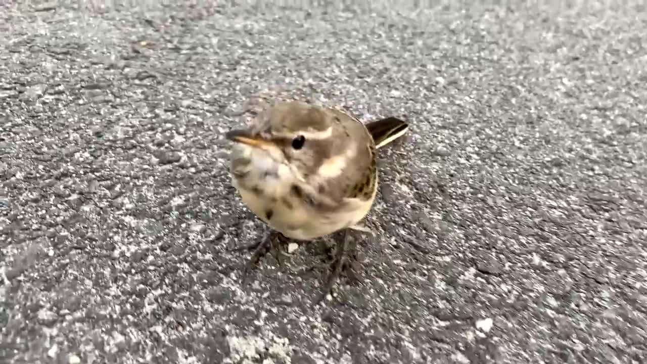 The dog interacts with the bird