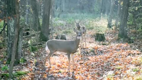 wild animal video with music naturally Loin(720P_HD)