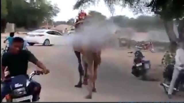 सेनिइटाजींग का भारतीय तरीका घोडे से