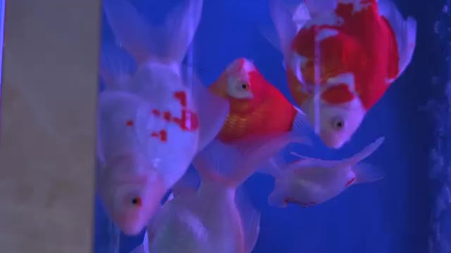Small goldfish