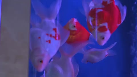 Small goldfish