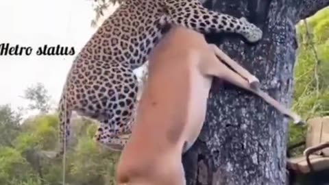 Sher Sher hota hai