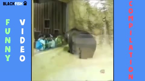 Funny Cats and Dogs Videos