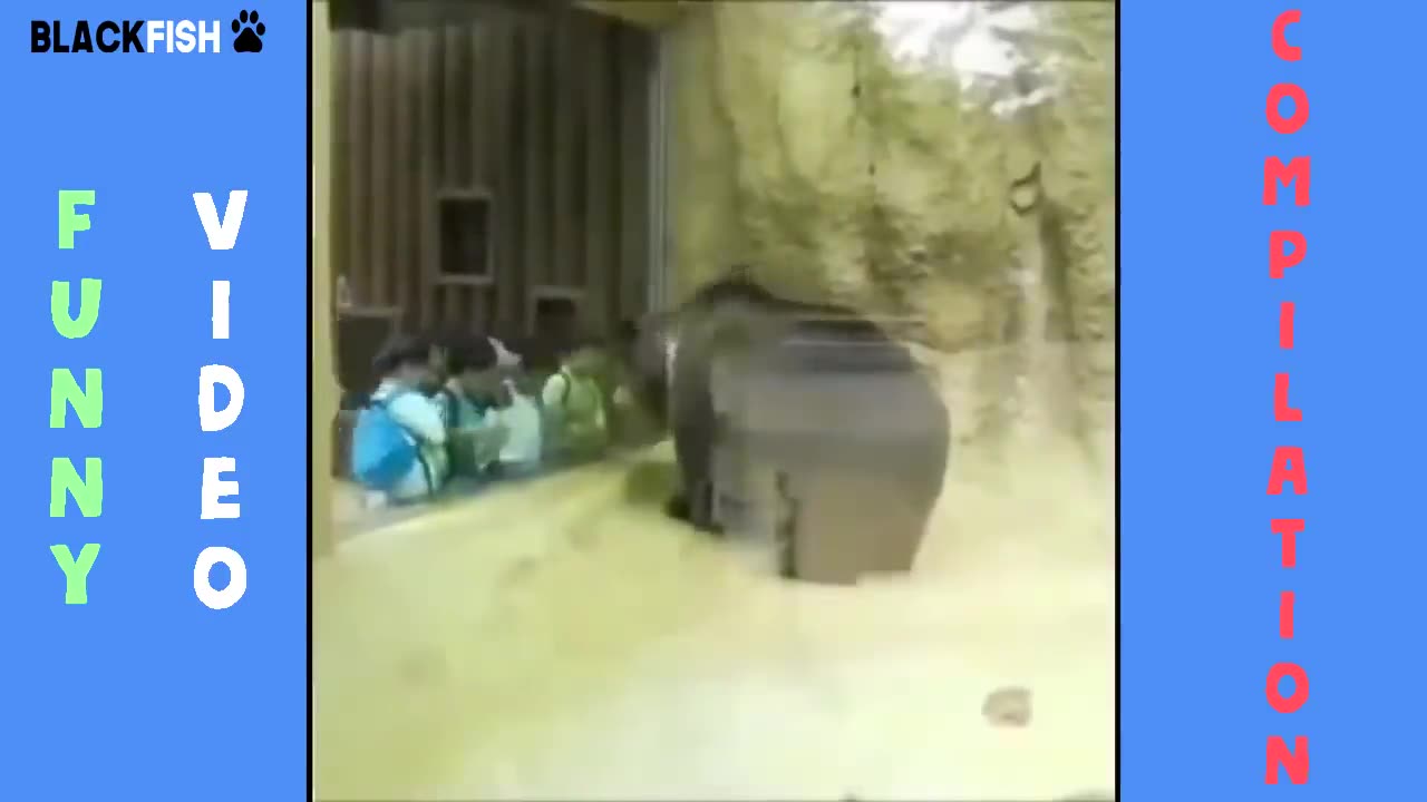 Funny Cats and Dogs Videos