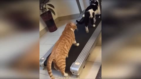 Funniest Cats And Dogs Videos - Best Funny Animal Videos #9