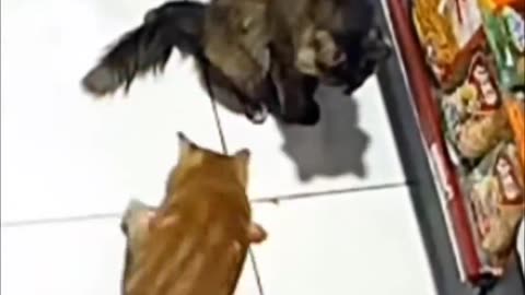 Cats robbing a store