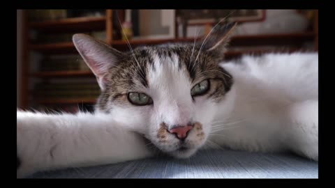 Cute pets _ pets funny videos _ pets video _ animals for kids_ _pets _ _pet _ _petlover(720P_HD)
