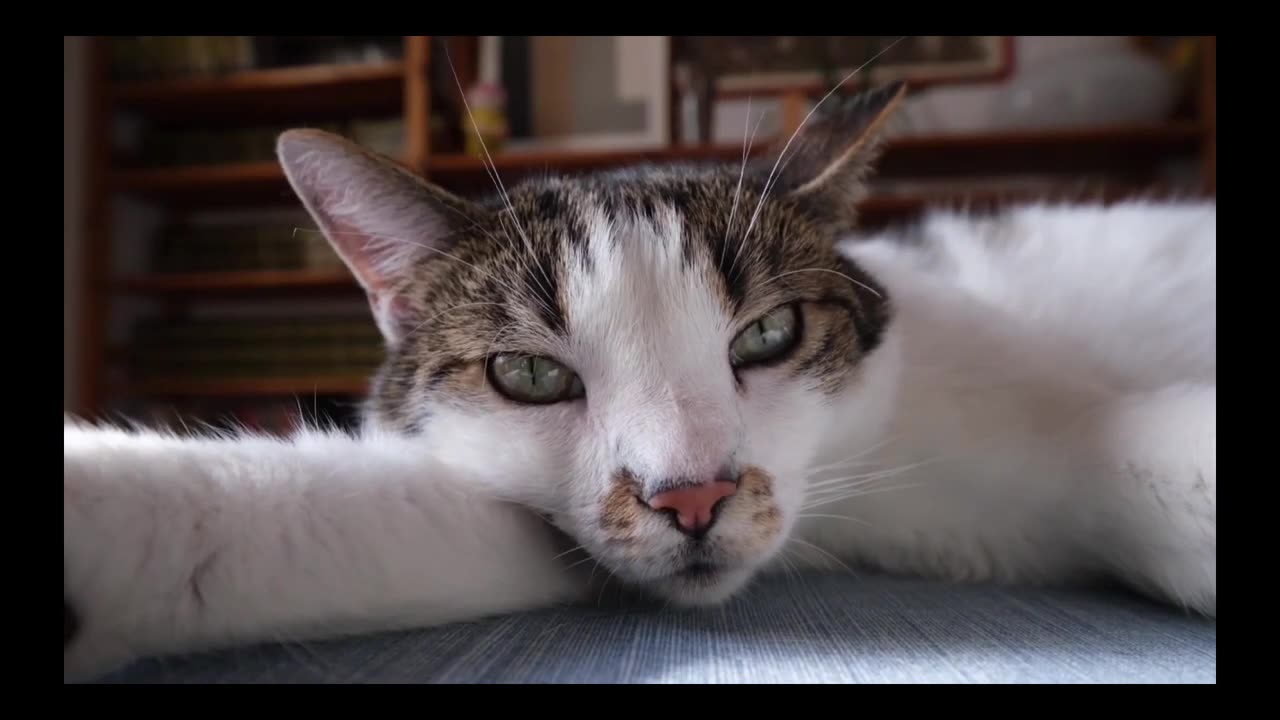 Cute pets _ pets funny videos _ pets video _ animals for kids_ _pets _ _pet _ _petlover(720P_HD)