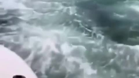 Amazing nature.😳😳😳#ocean #whale #fyp