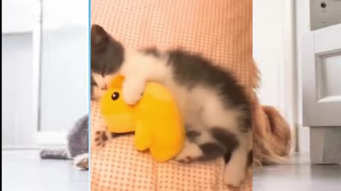 Cute Pets and Funny Animals | cat dog bird