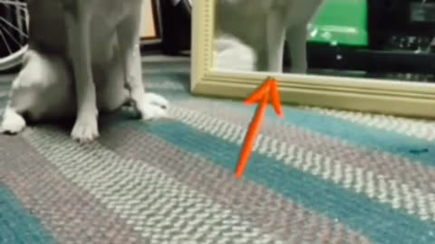 A Ghastly Unbelievable Thing Happened To The Dog | Dog Viral Videos | Animals Funny Videos #shorts