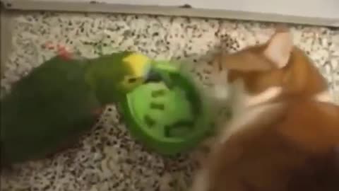 Funniest Cats 😹 - Don't try to hold back Laughter 😂 - Funny Cats Life