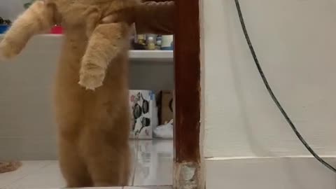 Cat like a doll