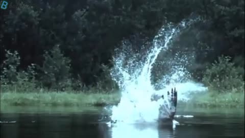 Why_Can_ fishi_Eagle_Flying_Wild_Life_So Amazing