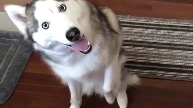 A cute and cute dog.