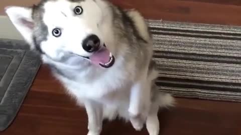 A cute and cute dog.