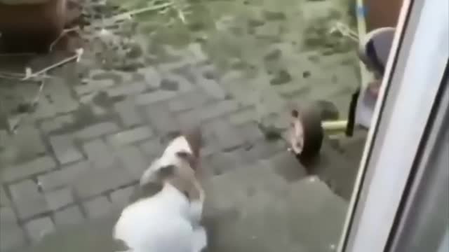 Funny Animals Compilations