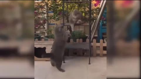 Funny cat videos