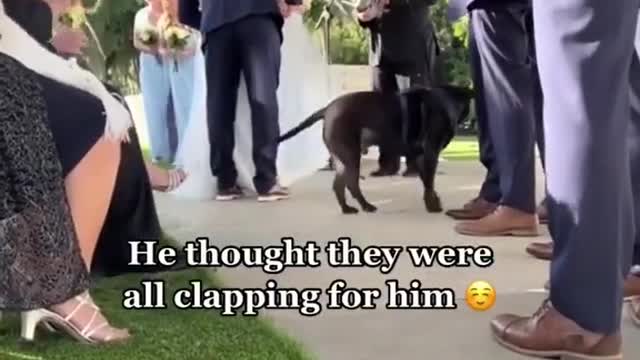 Goodest boy deserves all the applause