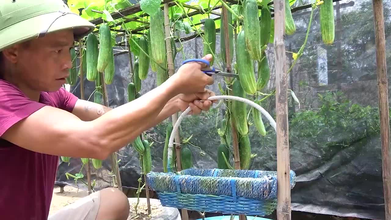growing cucumber for beginner with many fruits