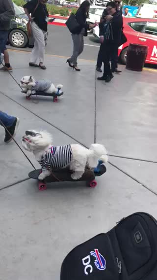 Adorable skateboarding dogs will brighten your day!