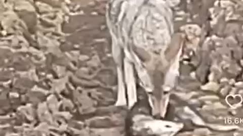 Coyote attacked the possum