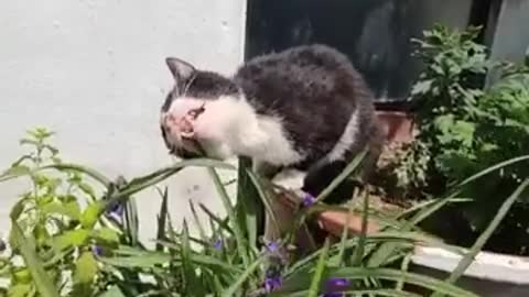 a cute grass-eating cat