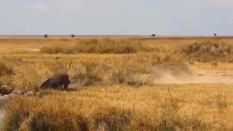 8 Times Wild Animals Surrounds Its Prey So It Can't Escape