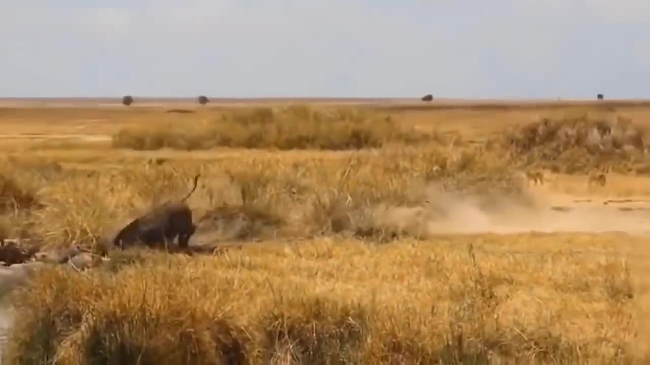 8 Times Wild Animals Surrounds Its Prey So It Can't Escape
