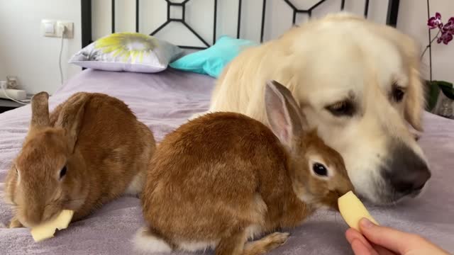 an Golden Retriever eat in the company of rabbits