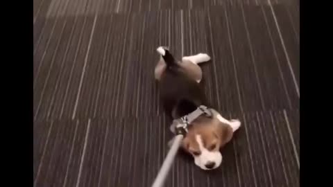 Cute baby animals Videos