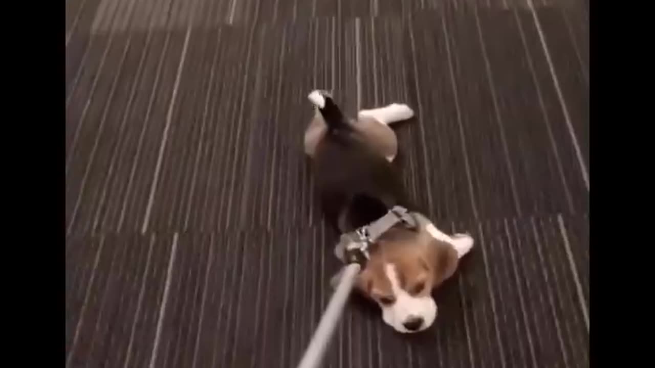 Cute baby animals Videos