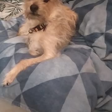 Luna sleepy day 🐕🥱