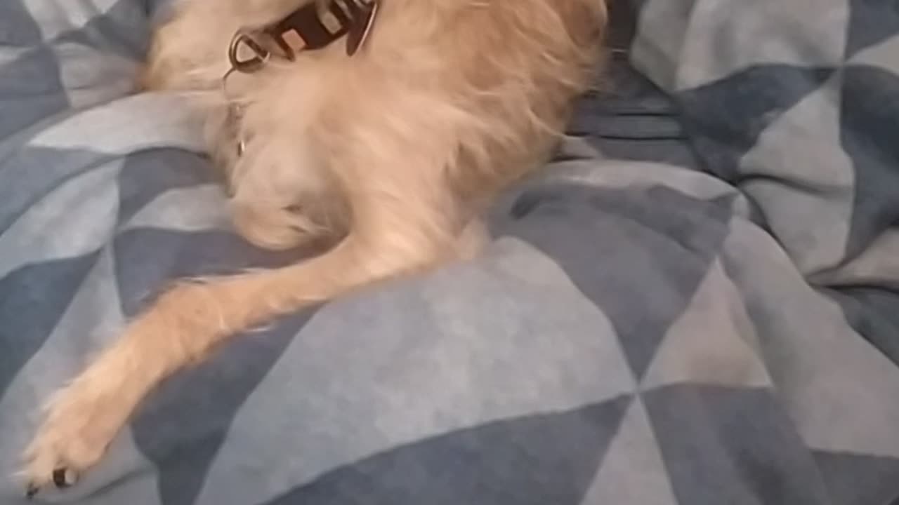 Luna sleepy day 🐕🥱